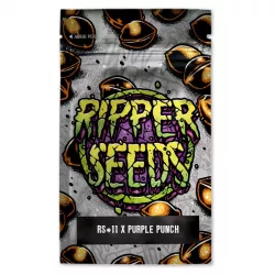 RS11 x Purple Punch - Ripper Seeds