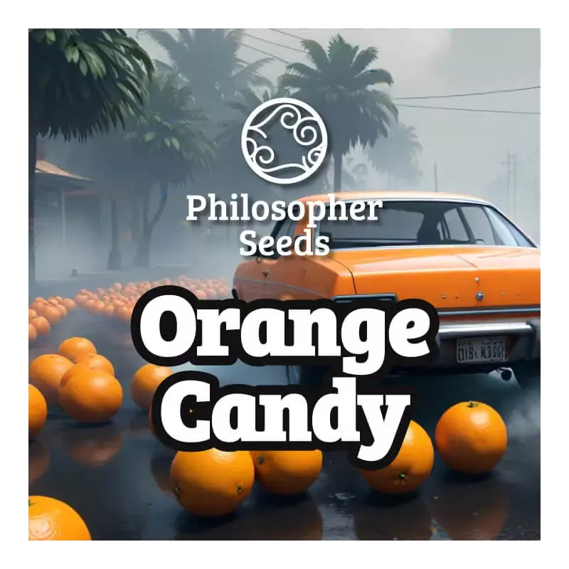 Orange Candy - Philosopher Seeds