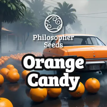 Orange Candy - Philosopher Seeds