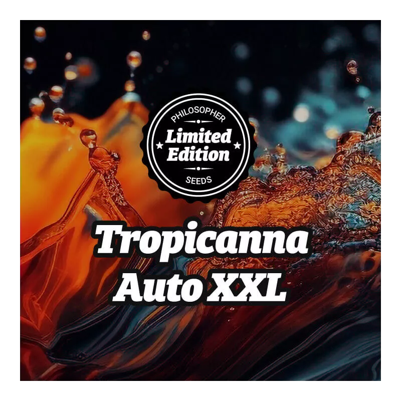 Tropicanna XXL Auto - Philosopher Seeds