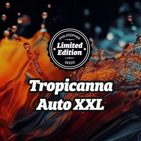 Tropicanna XXL Auto - Philosopher Seeds