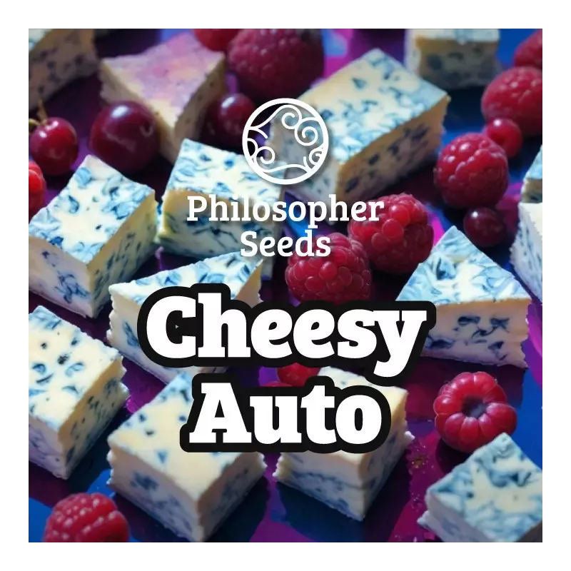 Cheesy Auto - Philosopher Seeds