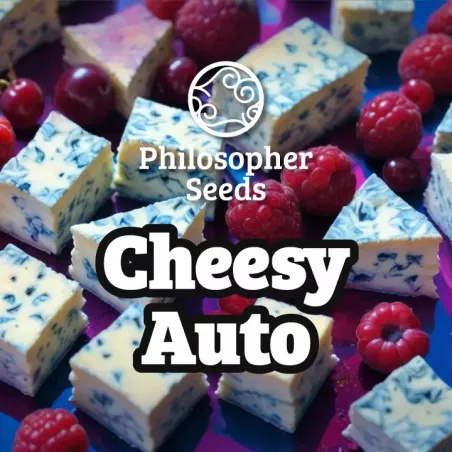 Cheesy Auto - Philosopher Seeds