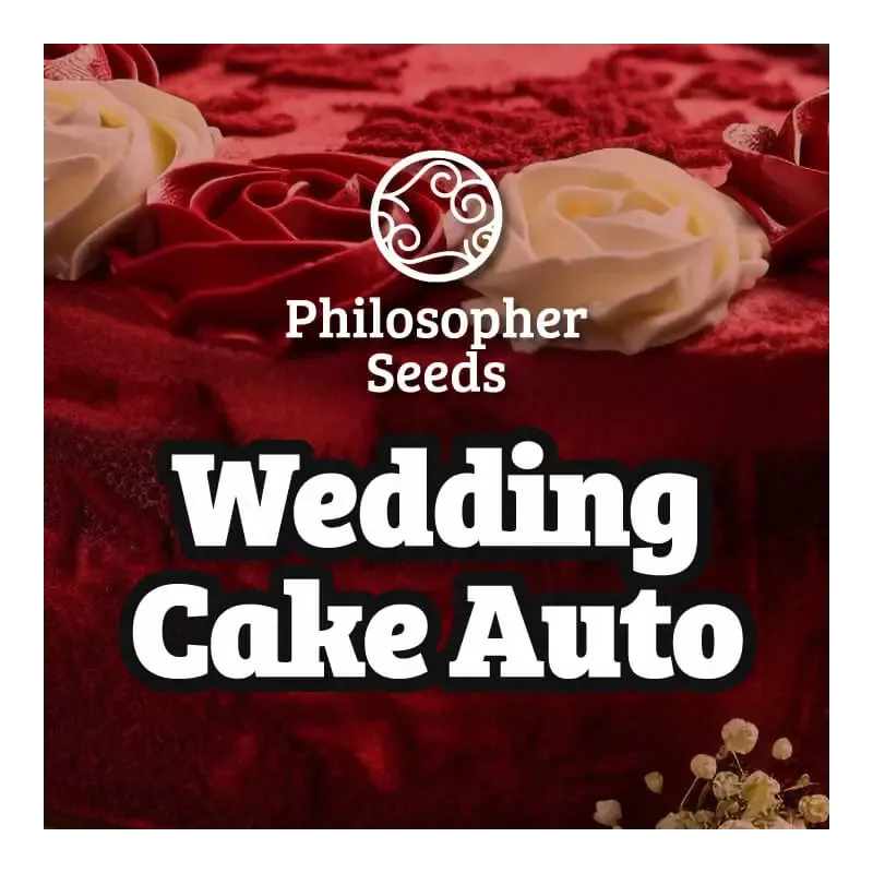 Wedding Cake Auto - Philosopher Seeds