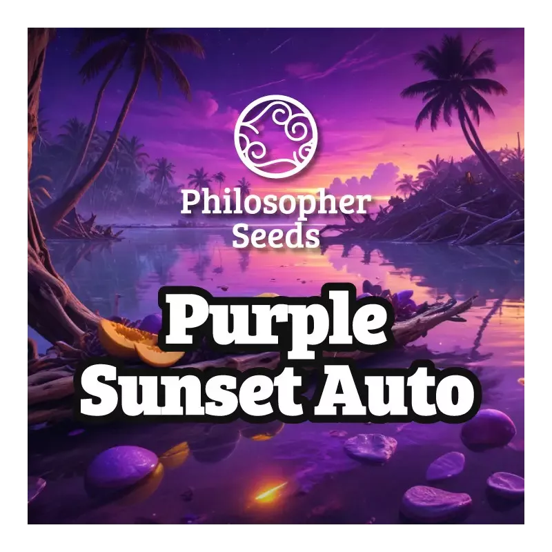 Purple Sunset Auto - Philosopher Seeds