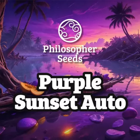 Purple Sunset Auto - Philosopher Seeds