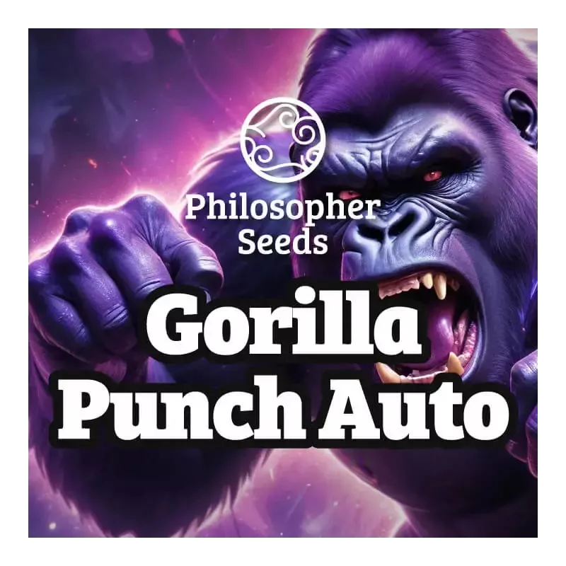 Gorilla Punch Auto - Philosopher Seeds
