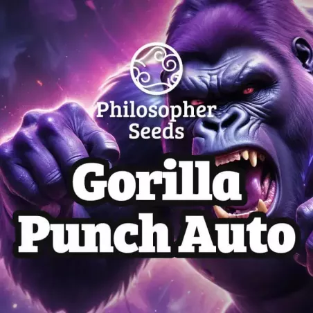 Gorilla Punch Auto - Philosopher Seeds