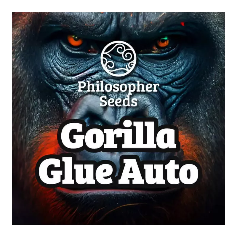 Gorilla Glue Auto - Philosopher Seeds