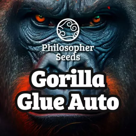 Gorilla Glue Auto - Philosopher Seeds