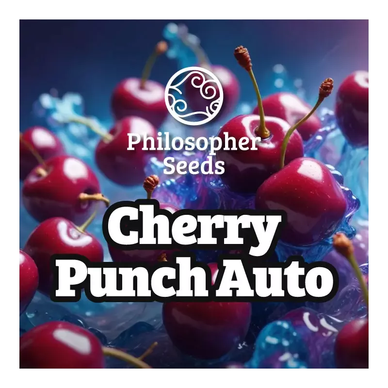 Cherry Punch Auto - Philosopher Seeds