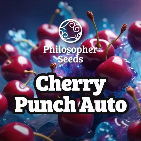 Cherry Punch Auto - Philosopher Seeds