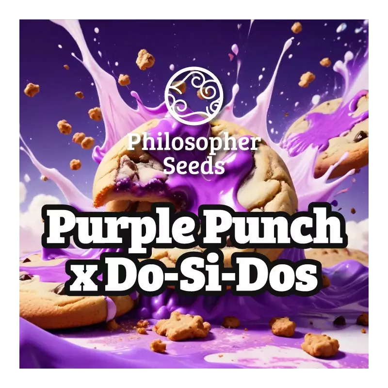Purple Punch x Do-Si-Dos - Philosopher Seeds