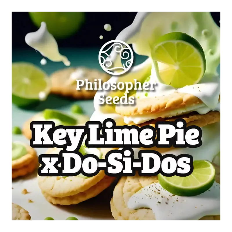 Key Lime Pie x Do-Si-Dos - Philosopher Seeds