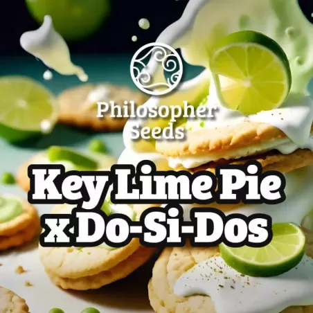 Key Lime Pie x Do-Si-Dos - Philosopher Seeds