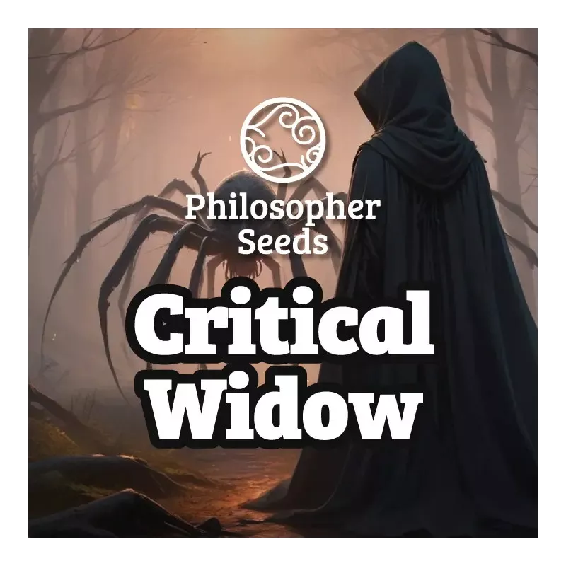 Critical Widow - Philosopher Seeds