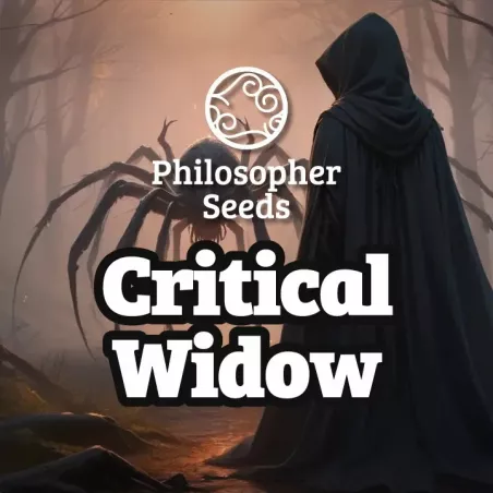 Critical Widow - Philosopher Seeds