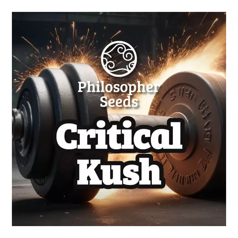 Critical Kush - Philosopher Seeds