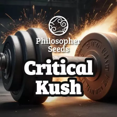 Critical Kush - Philosopher Seeds