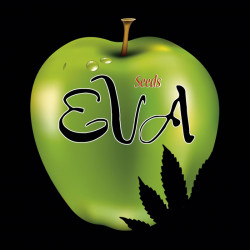 Jamaican Dream - Eva Seeds