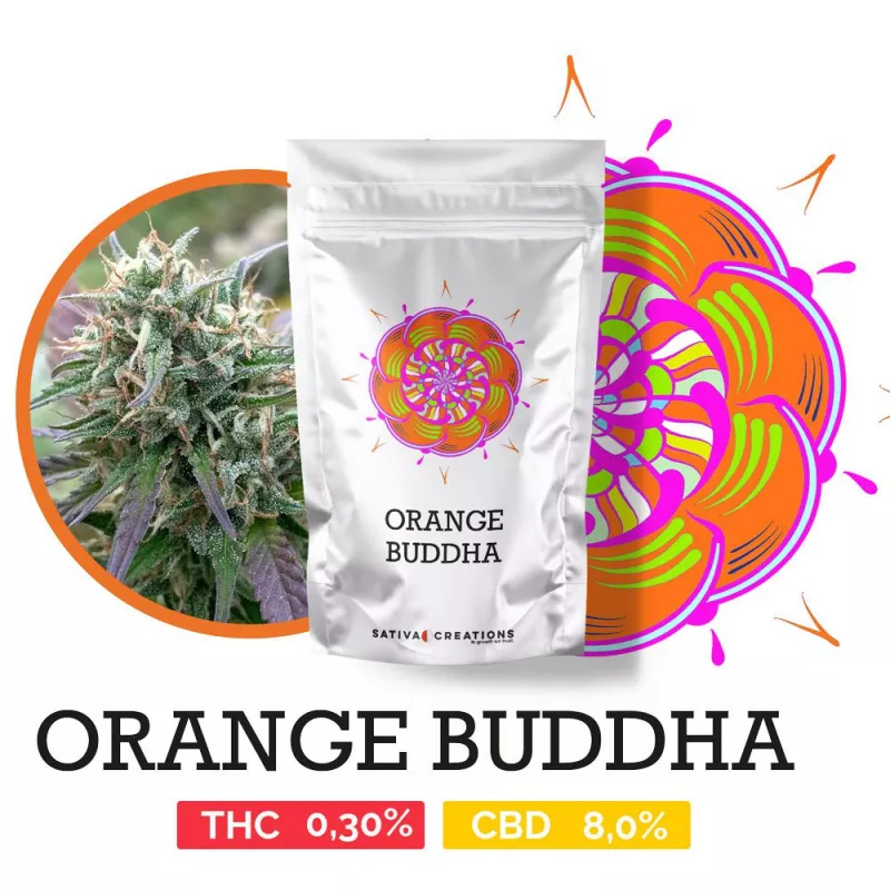 Orange Buddha - Sativa Creations