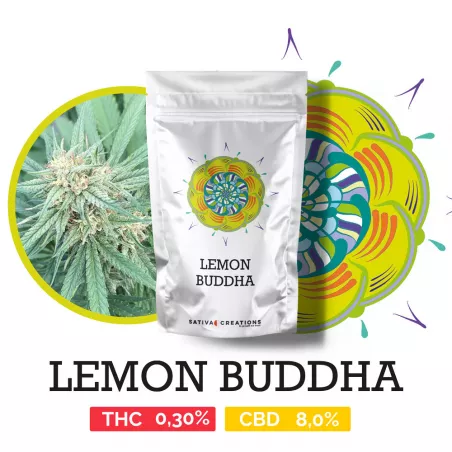 Lemon Buddha - Sativa Creations