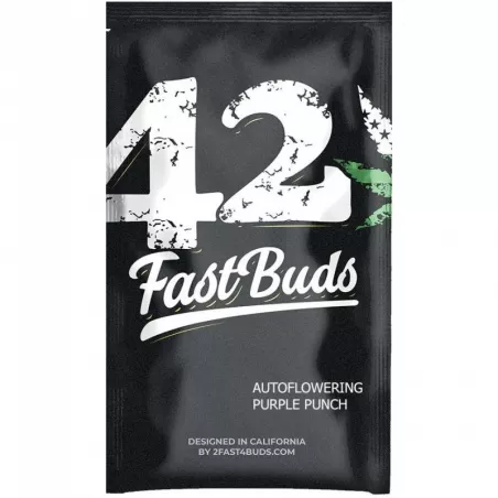 Purple-Punch-Auto-fast-buds-les-jardins-de-bouddha