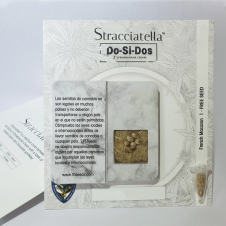 Stracciatella - T.H.Seeds