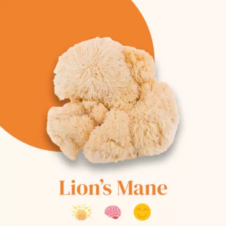 Lion's Mane en gelules - FRENCH MUSH