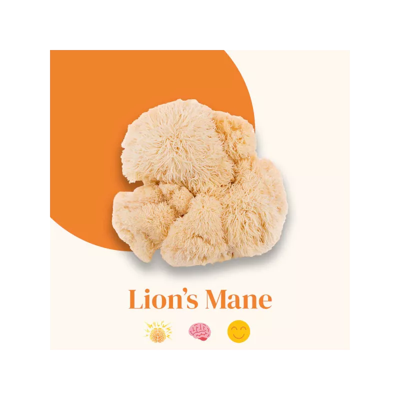 Lion's Mane en POUDRE - FRENCH MUSH