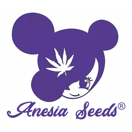 Purple Lobster - Anesia Seeds