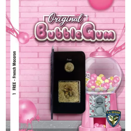 Bubblegum - T.H.Seeds