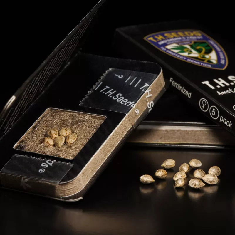 Critical Hog - T.H.Seeds