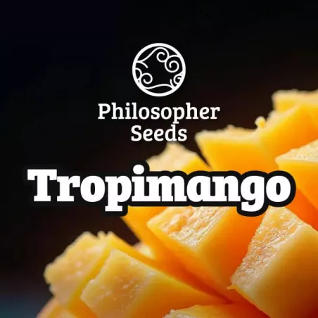 Tropimango - Philosopher Seeds