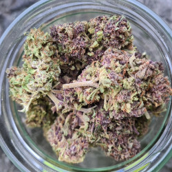 Orange Fritter - BLATO CBD