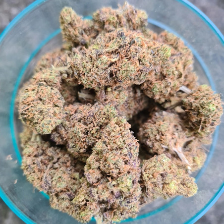 Blue-Lavande-Happy-Pousse-cultivée-en-indoor