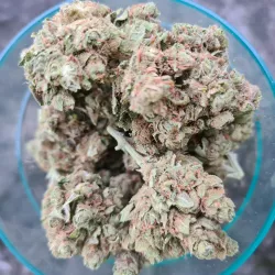 Amnesia - cultivée en indoor