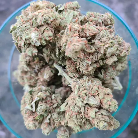 Amnesia - cultivée en indoor