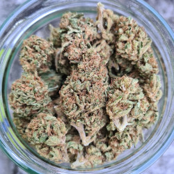 Lemon Grâce - cultivée en greenhouse - Happy Pousse