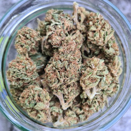 Lemon Grâce - cultivée en greenhouse - Happy Pousse