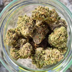 Rainbow Sherbet CBD – Fleur Greenhouse Récolte 2025 | Blato