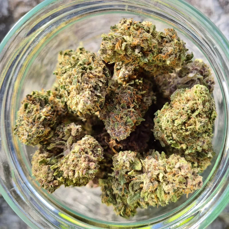 Rainbow Sherbet – CBD Flower Greenhouse – Harvest 2025 – Blato