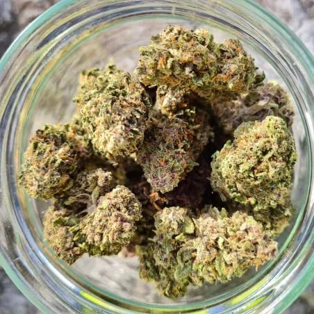 Rainbow Sherbet CBD – Fleur Greenhouse Récolte 2025 | Blato