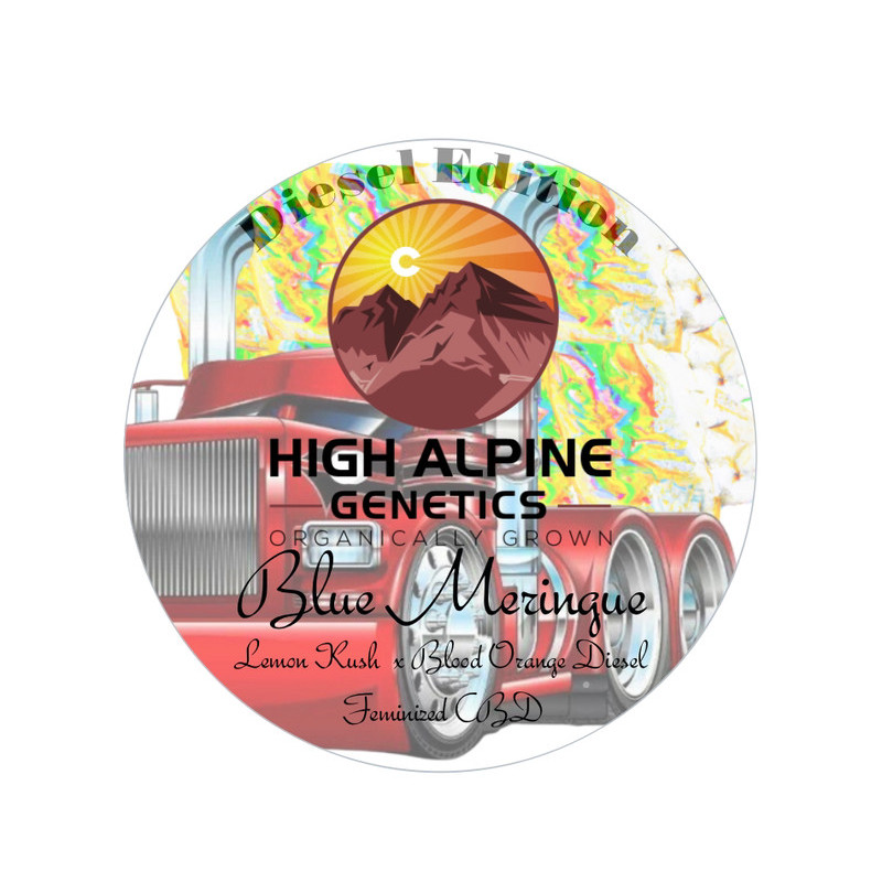 Blue Meringue - High Alpine Genetics - Les jardins de bouddha