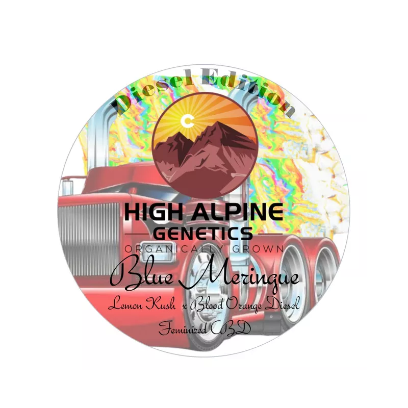 Blue Meringue - High Alpine Genetics - Les jardins de bouddha