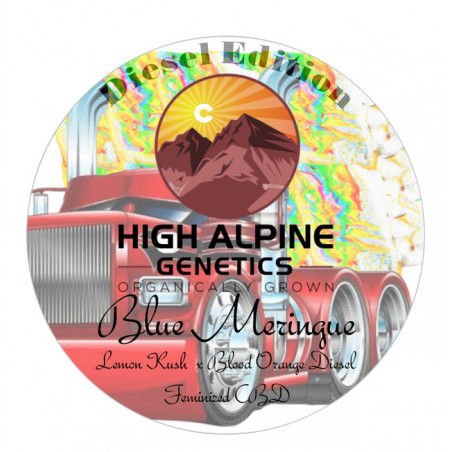 Blue Meringue - High Alpine Genetics - Les jardins de bouddha