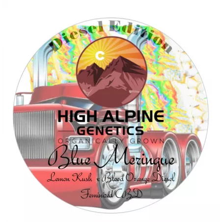 Blue Meringue - High Alpine Genetics - Les jardins de bouddha