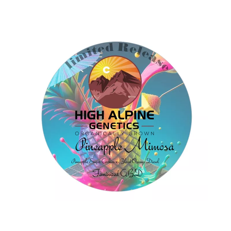 Pineapple Mimosa - High Alpine Genetics - Les jardins de bouddha
