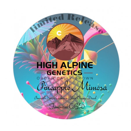 Pineapple Mimosa - High Alpine Genetics