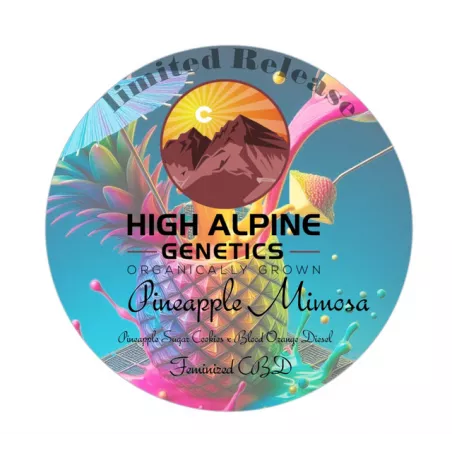 Pineapple Mimosa - High Alpine Genetics - Les jardins de bouddha